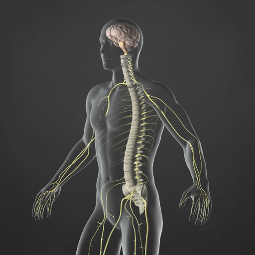 Quiropráctico en Córdoba Conexión columna vertebral - cerebro